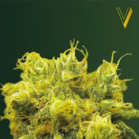 Victory Seeds - Blow Dream